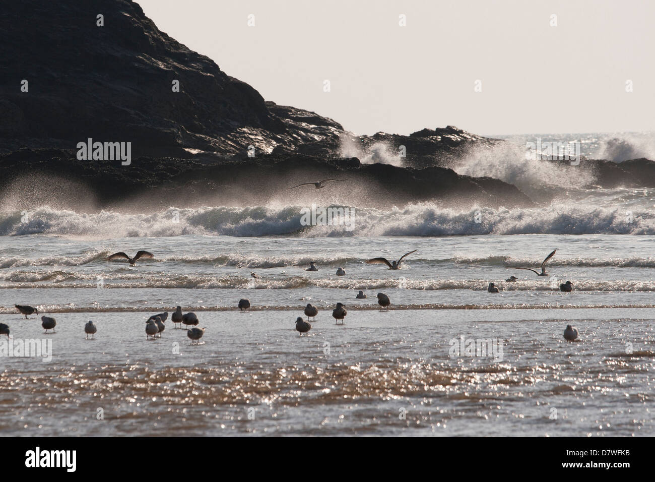 Gull nel surf Foto Stock