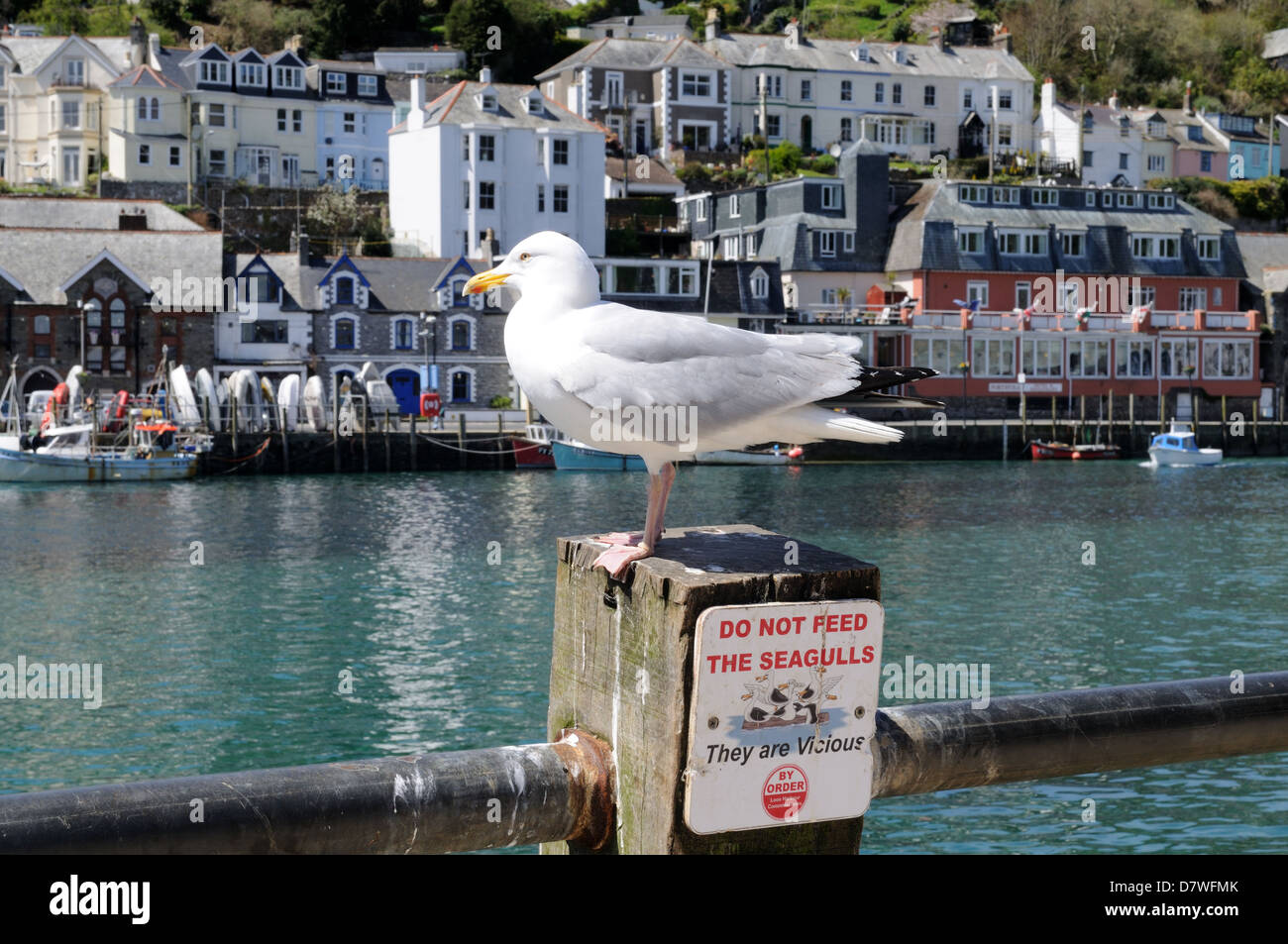 Seagull in piedi su un non alimentare i gabbiani sign in Looe Cornwall Inghilterra UK GB Foto Stock