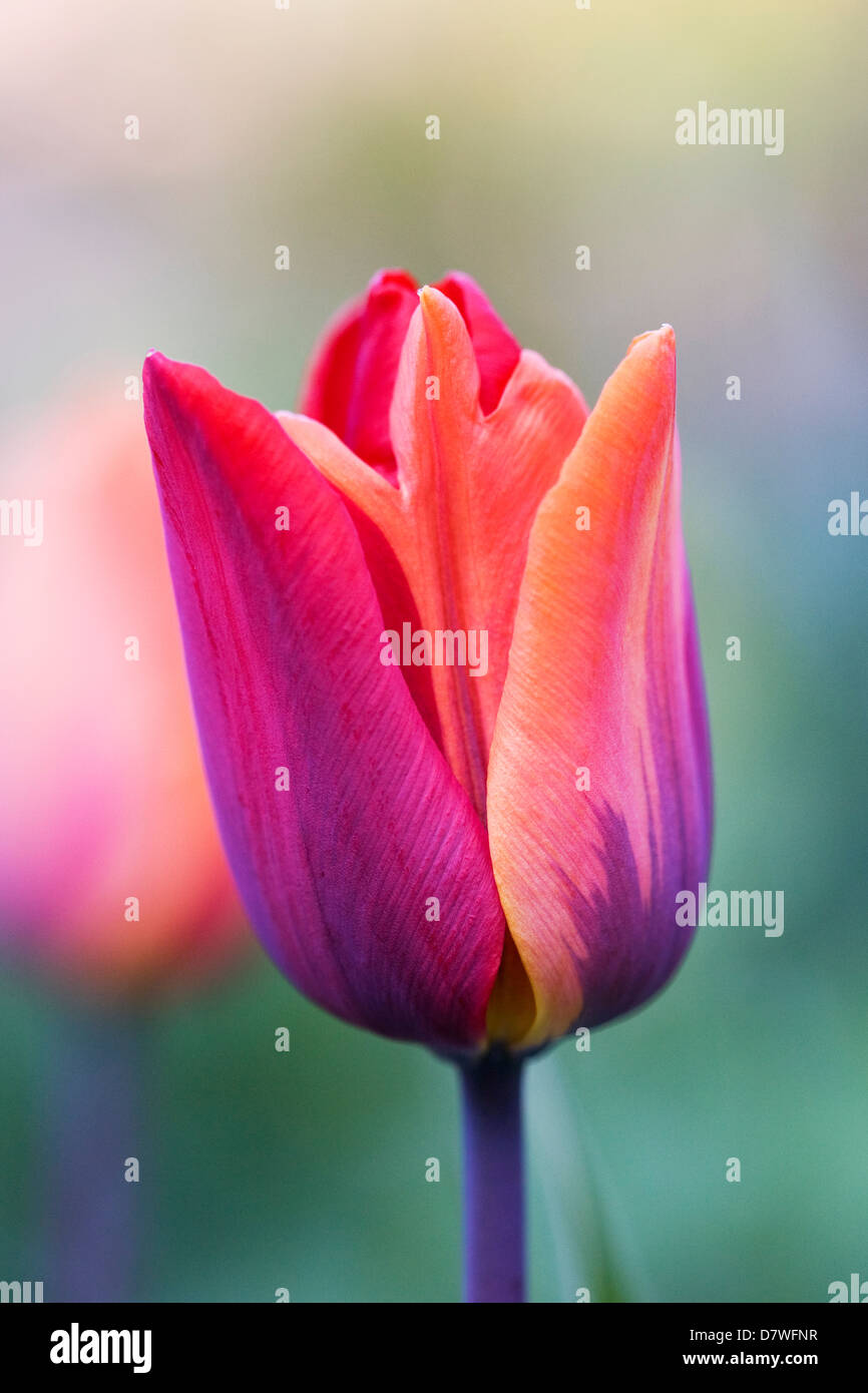 Tulipa 'Prinses Irene' in un giardino inglese. Cambiamento di colore su di una tepal da arancione a rosso. Foto Stock