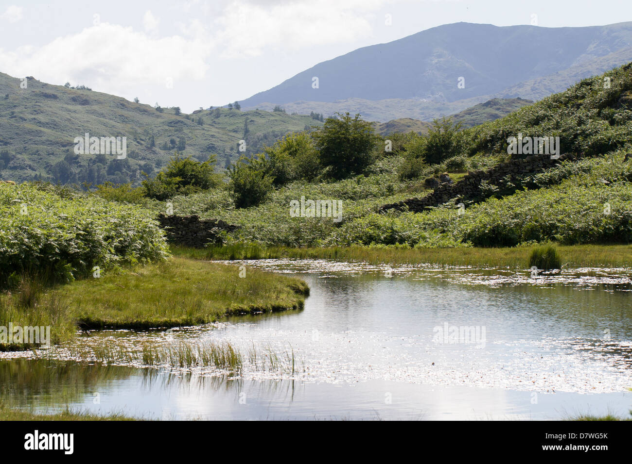 Lily Tarn, Loughrigg, Parco Nazionale del Distretto dei Laghi, REGNO UNITO Foto Stock