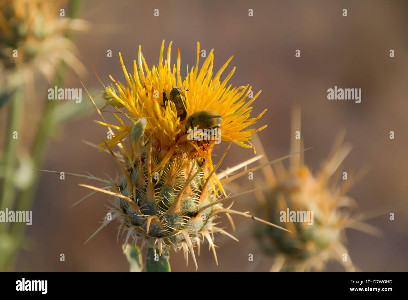 Thistle con insetti su di esso Foto Stock