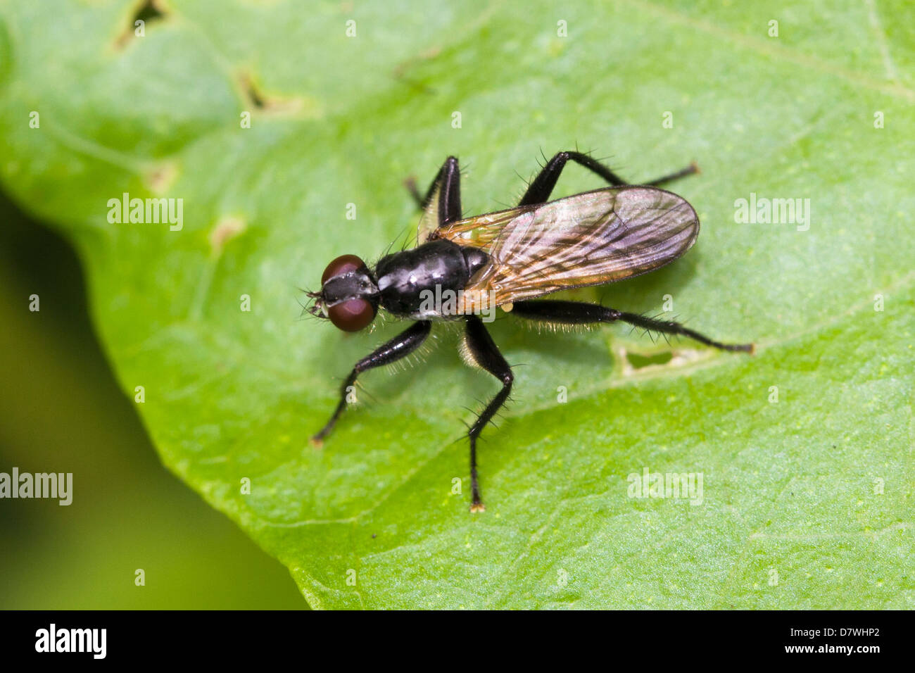 Diptera Foto Stock