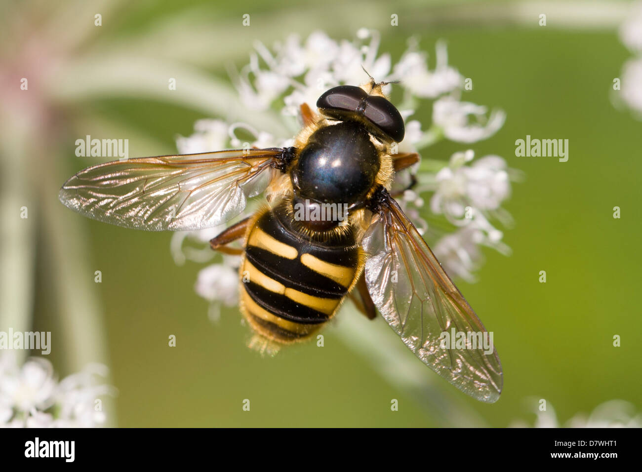 Sericomyia silentis Foto Stock