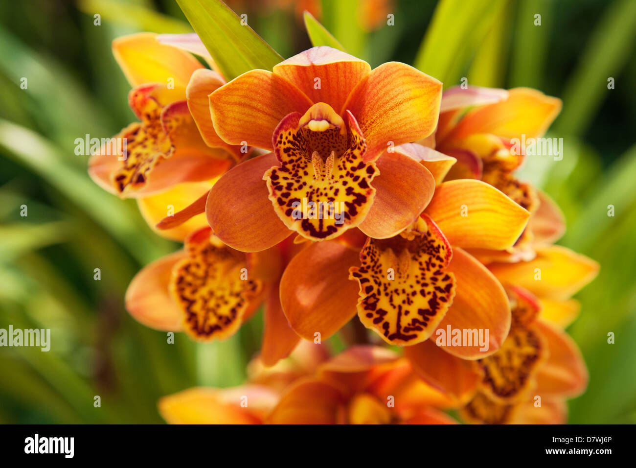 Vivid orchidee tropicali a Maymyo Botanic Gardens, Myanmar Foto Stock