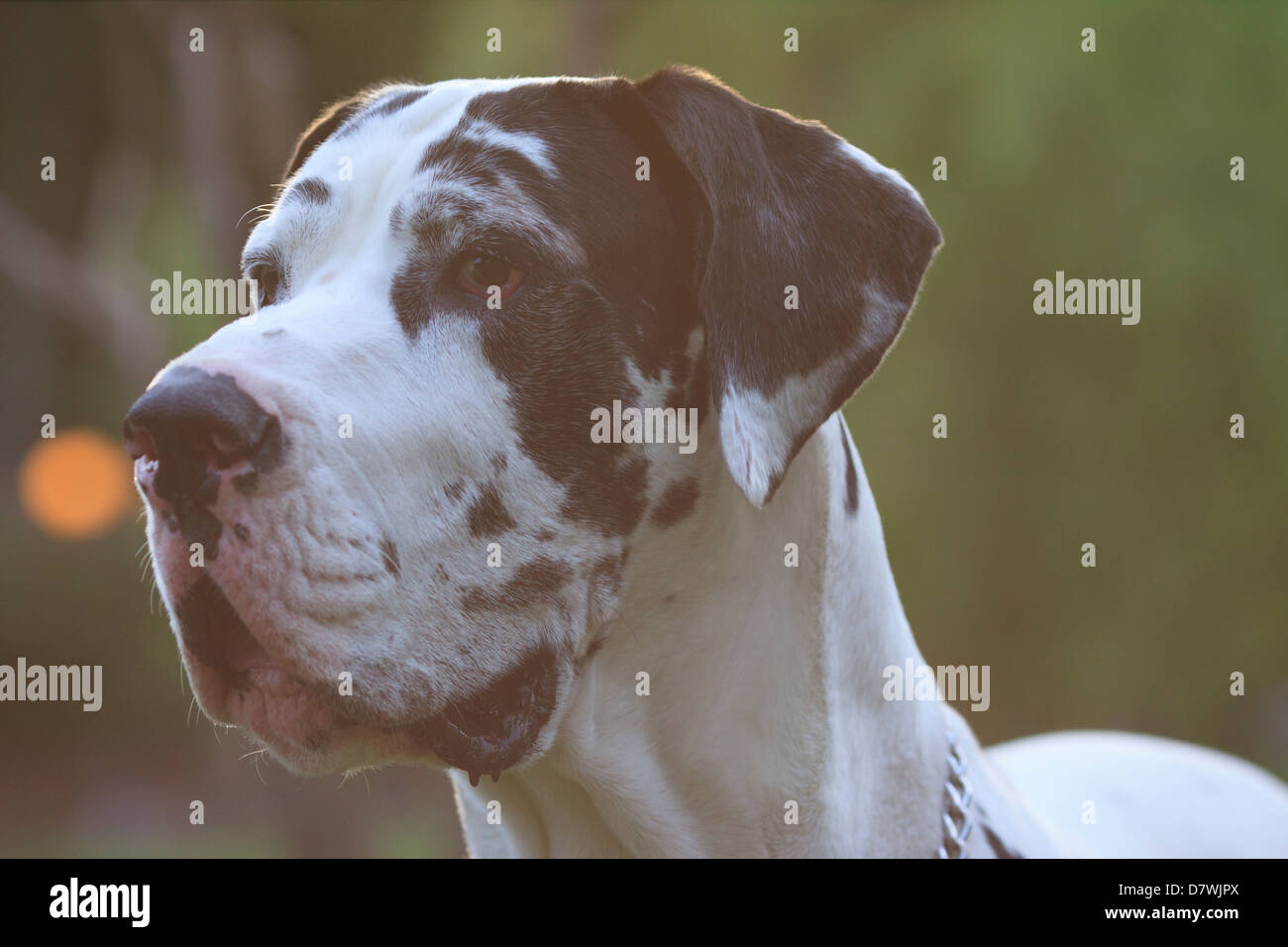 Testa di Alano Foto Stock