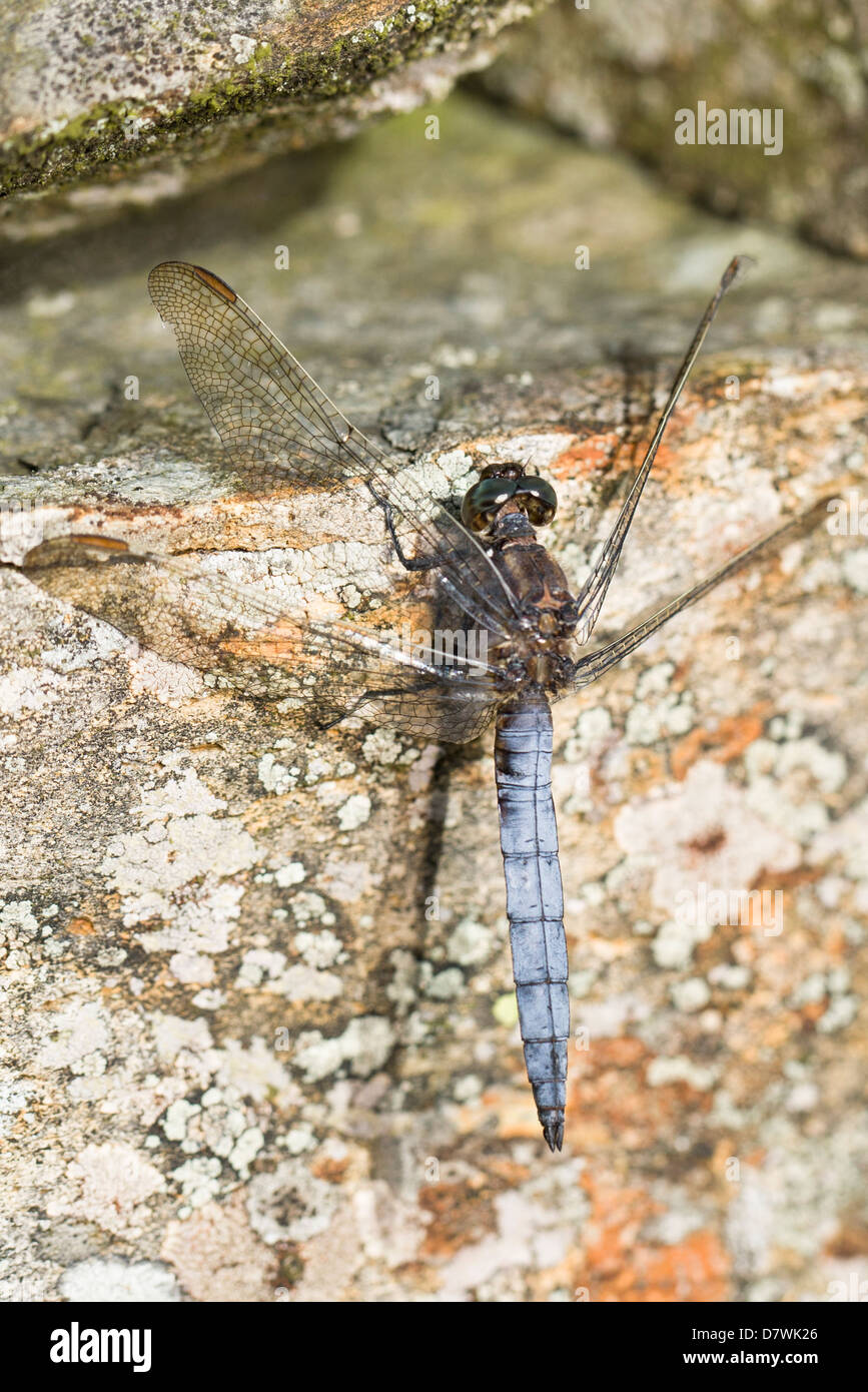 Skimmer Keeled - Orthetrum coerulescens, maschio Foto Stock