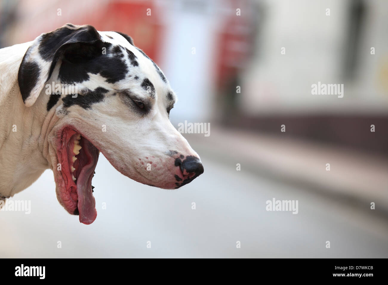 Alano sbadigli Foto Stock