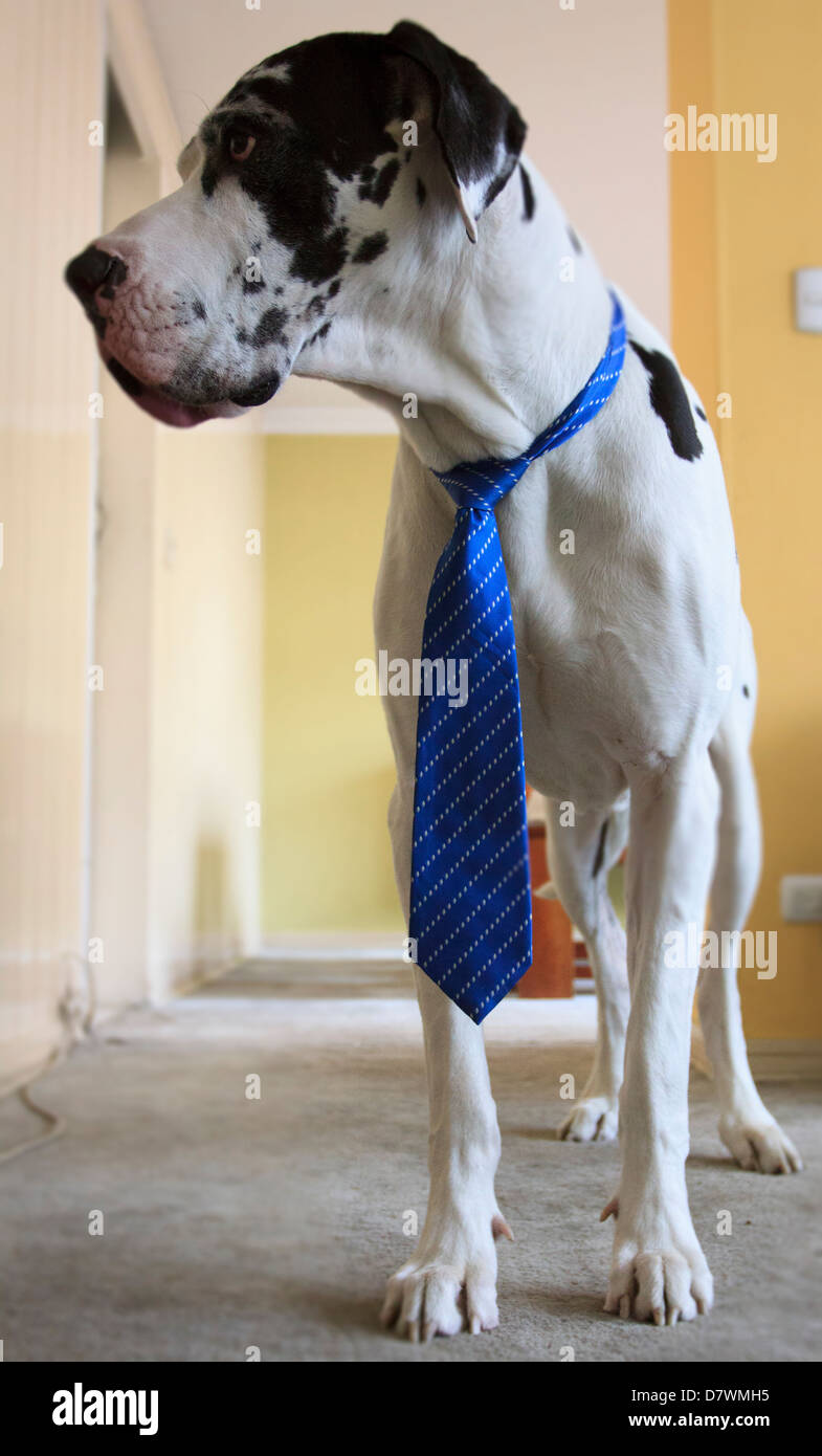 Alano con cravatta Foto Stock