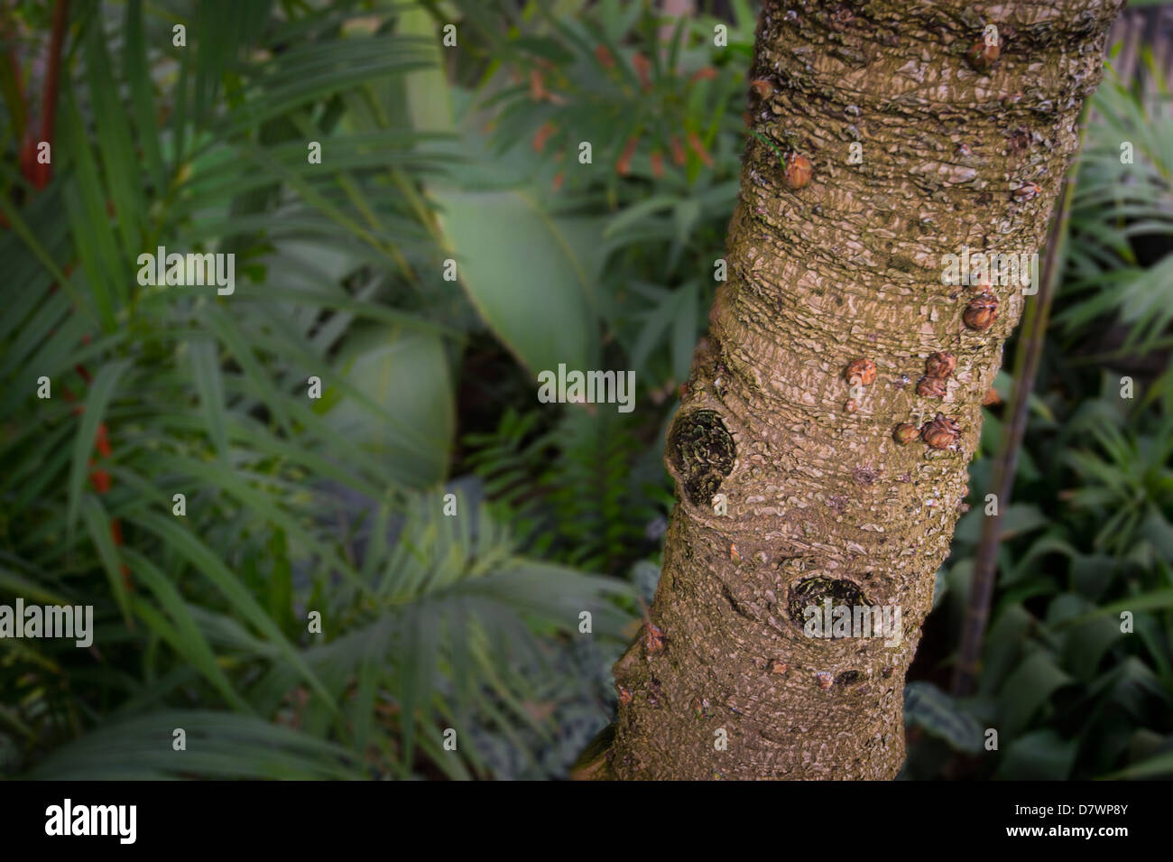 Palm Tree tronco dettaglio nella giungla tropicale giardino Foto Stock