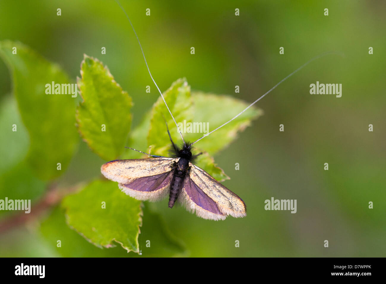 Fairy longhorn moth - Adela reaumurella (maschio) Foto Stock