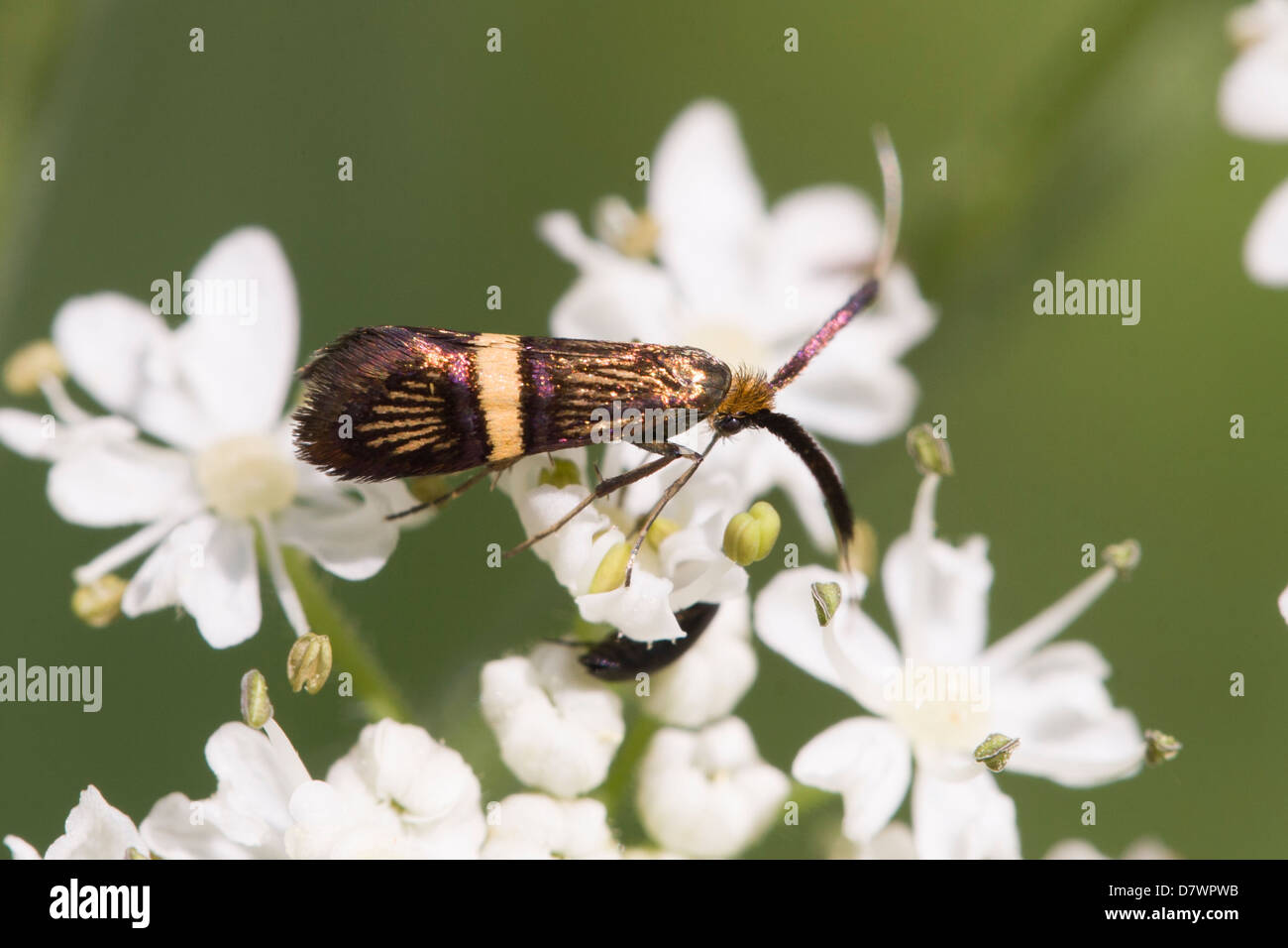 Fairy longhorn moth - Nemophora degeerella (femmina) Foto Stock