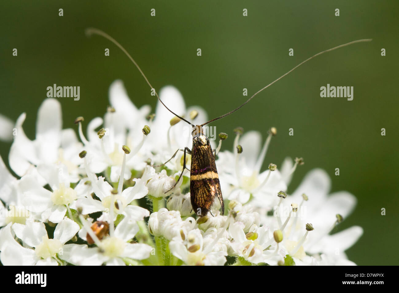 Fairy longhorn moth - Nemophora degeerella (maschio) Foto Stock