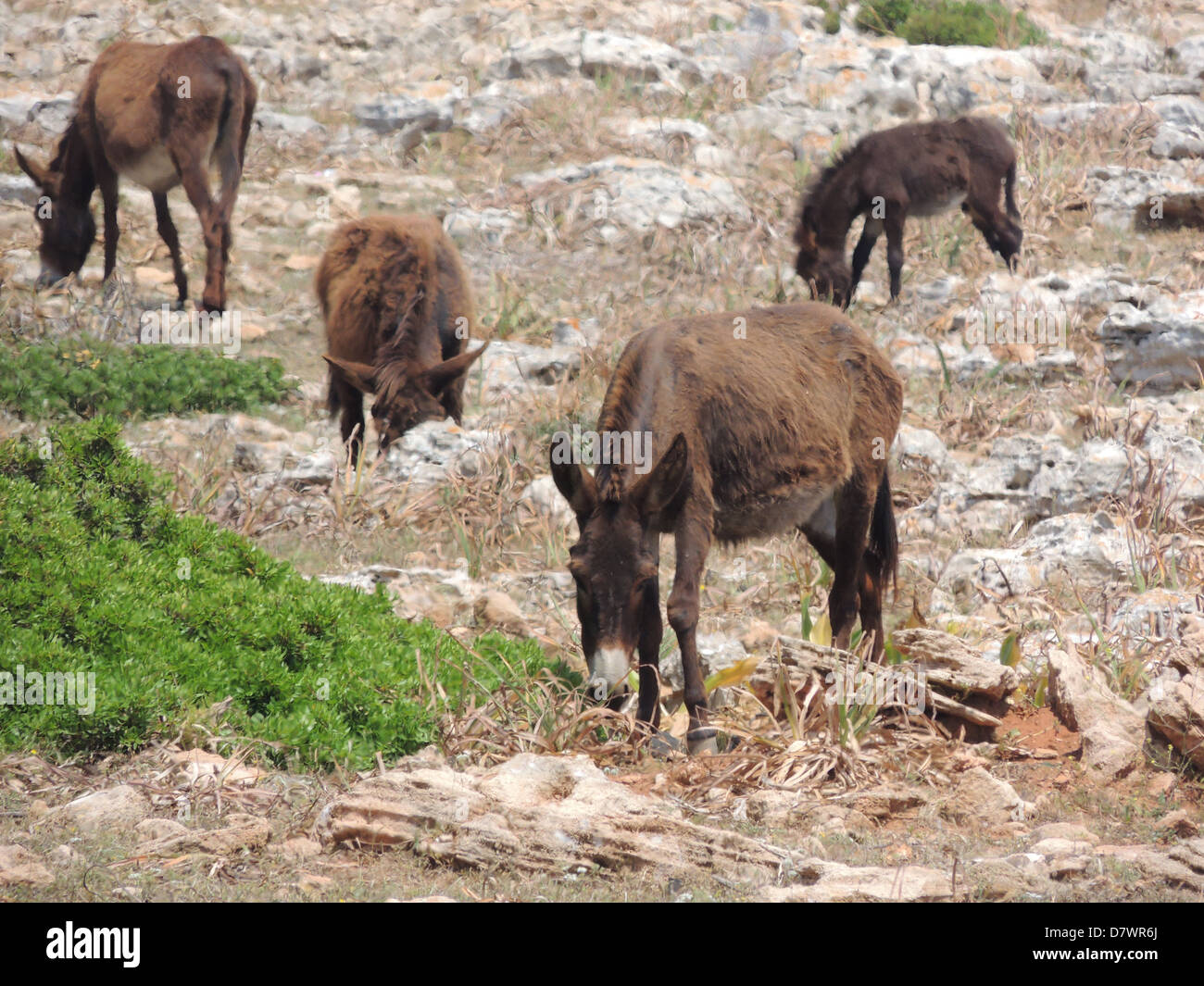 Cipro Nord asini selvatici nella parte orientale della penisola Karpas. Foto Tony Gale Foto Stock