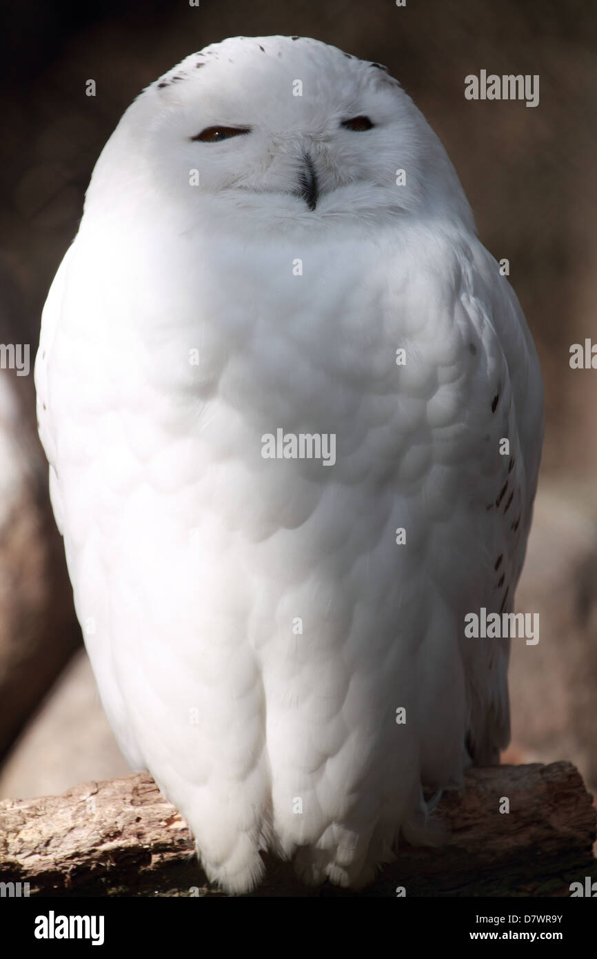 La fauna selvatica, OWL, uccello Foto Stock