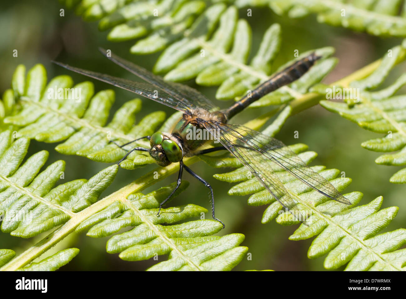 Roverella - Smeraldo Cordulia aenea (maschio) su Bracken Foto Stock