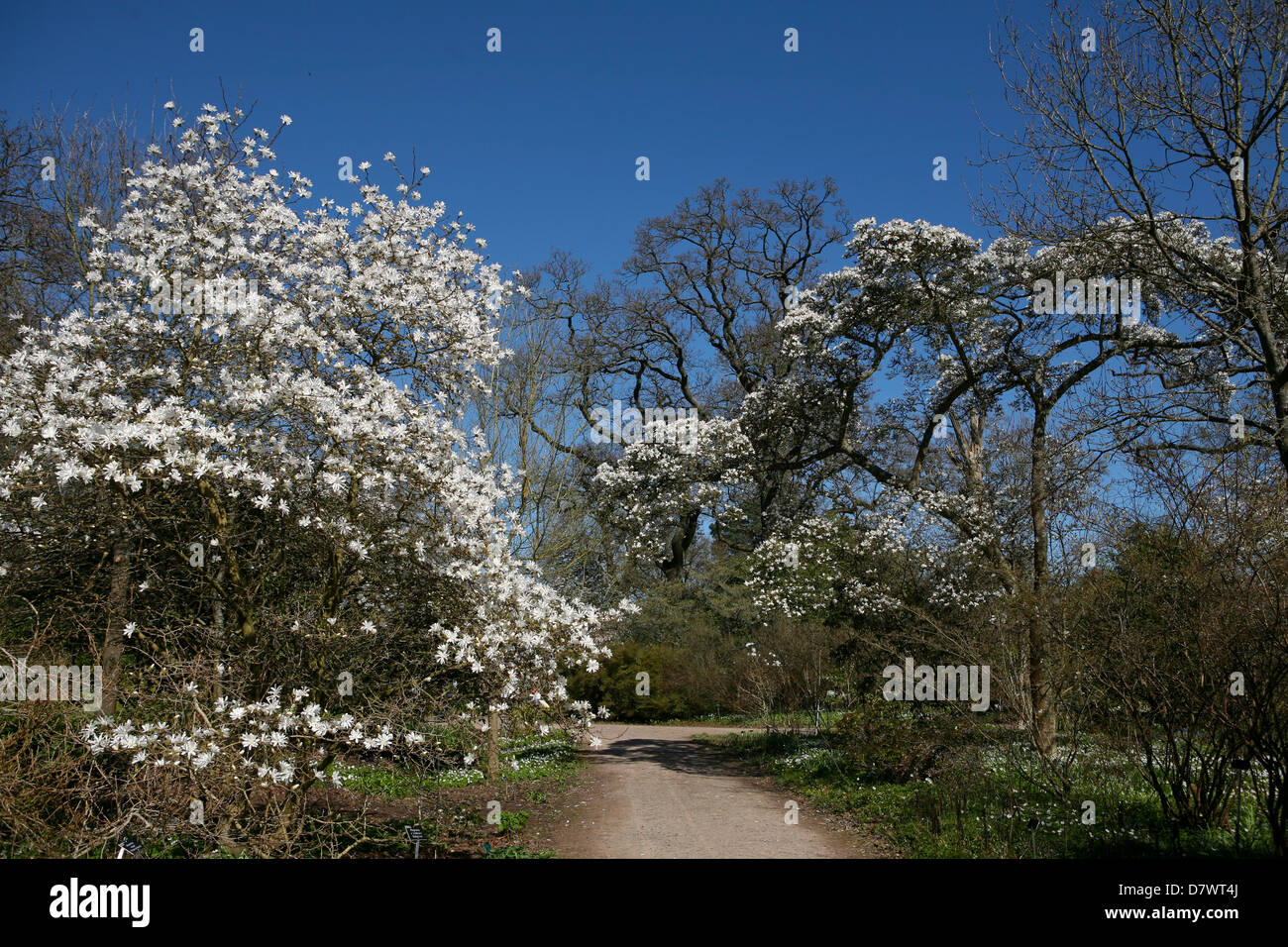 Due grandi magnolie (x Magnolia soulangeana e Magnolia stellata) in piena fioritura a RHS Wisley, Surrey, Regno Unito Foto Stock