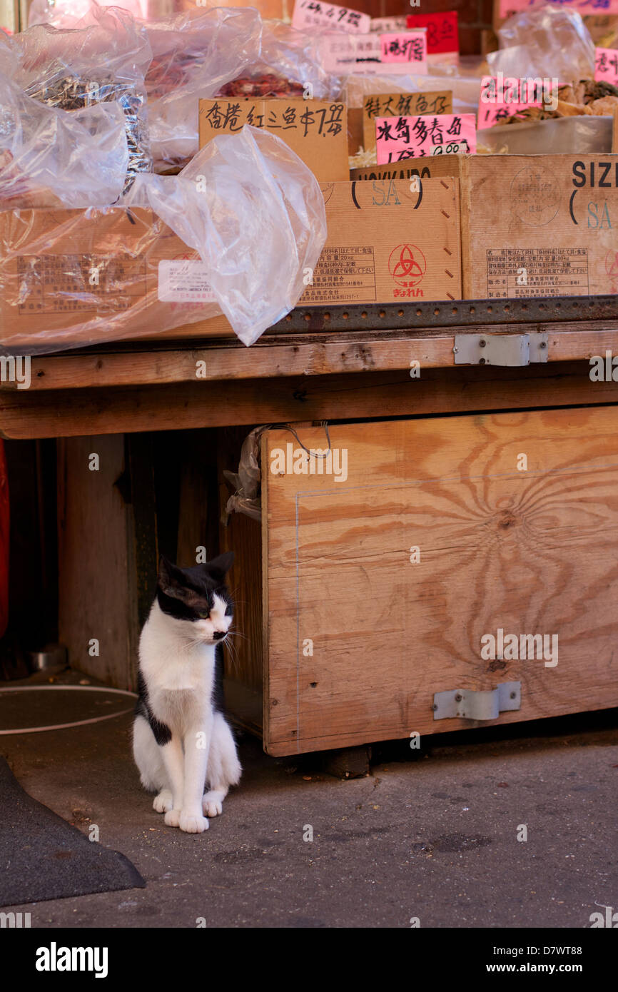 Cat sta di guardia in un mercato in stallo nell'area di Chinatown di New York City il Lower East Side di New York, NY, STATI UNITI D'AMERICA. Foto Stock