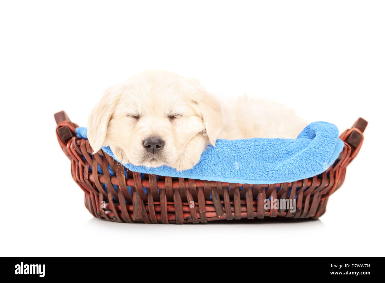 Simpatico labrador cucciolo di cane dorme in un cestello, isolati su sfondo bianco Foto Stock