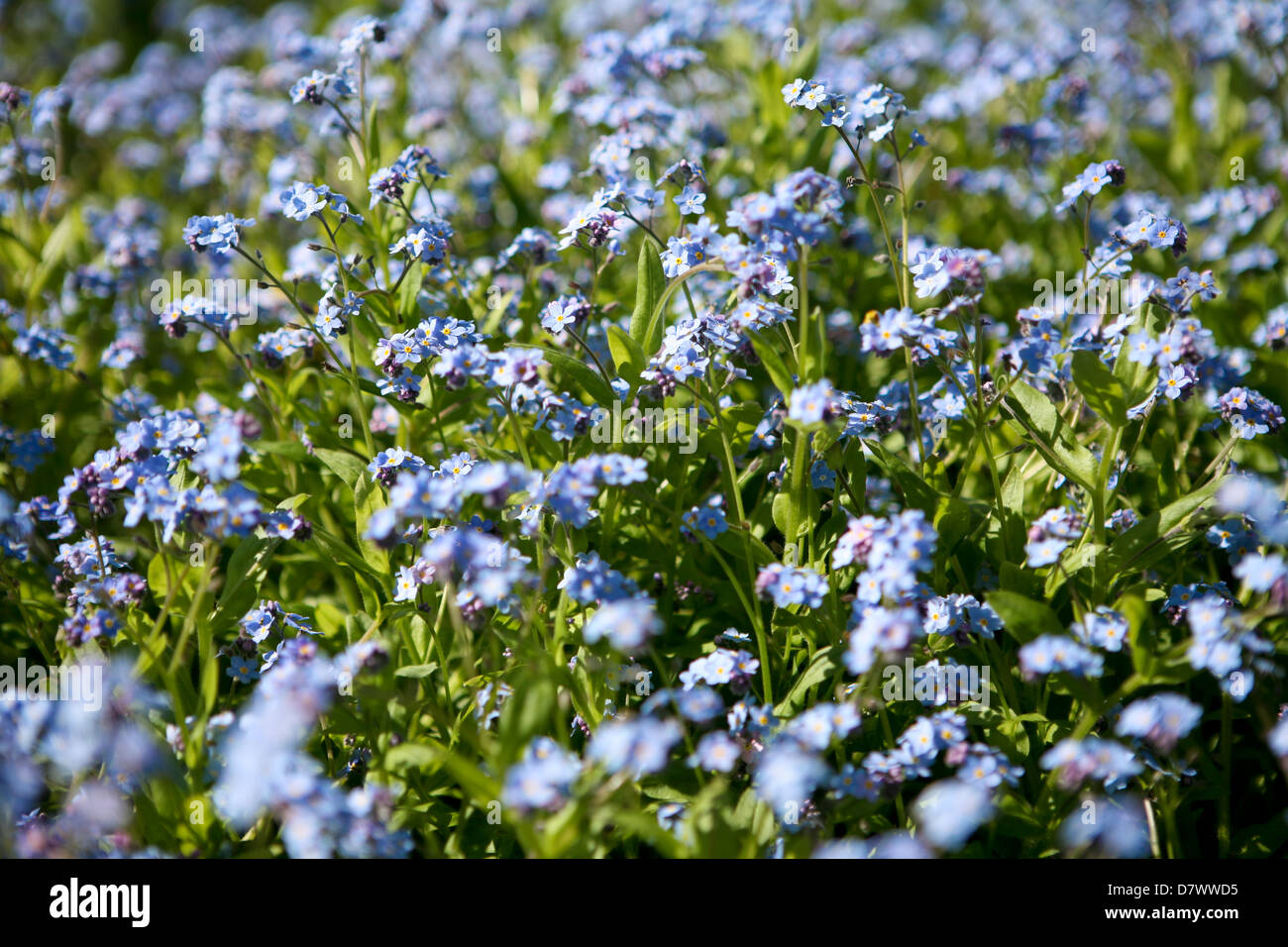 Myositis sylvatica / Blue Forget-Me-Nots Foto Stock