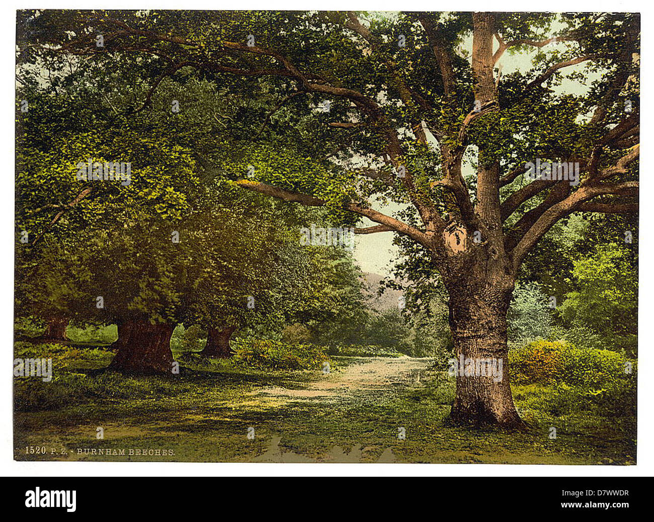 Un'immagine storica di Burnham Beeches, situata nei sobborghi di Londra, catturata dalla Biblioteca del Congresso. L'area è conosciuta per la sua bellezza paesaggistica ed è un luogo popolare per gli amanti della natura. Foto Stock
