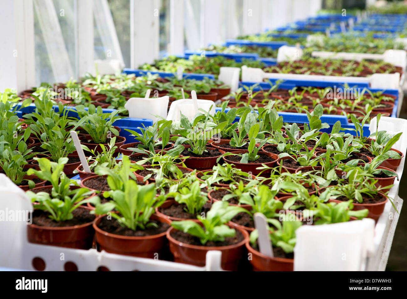 Piante giovani che crescono in vassoi in una serra di piante su piccola scala Foto Stock