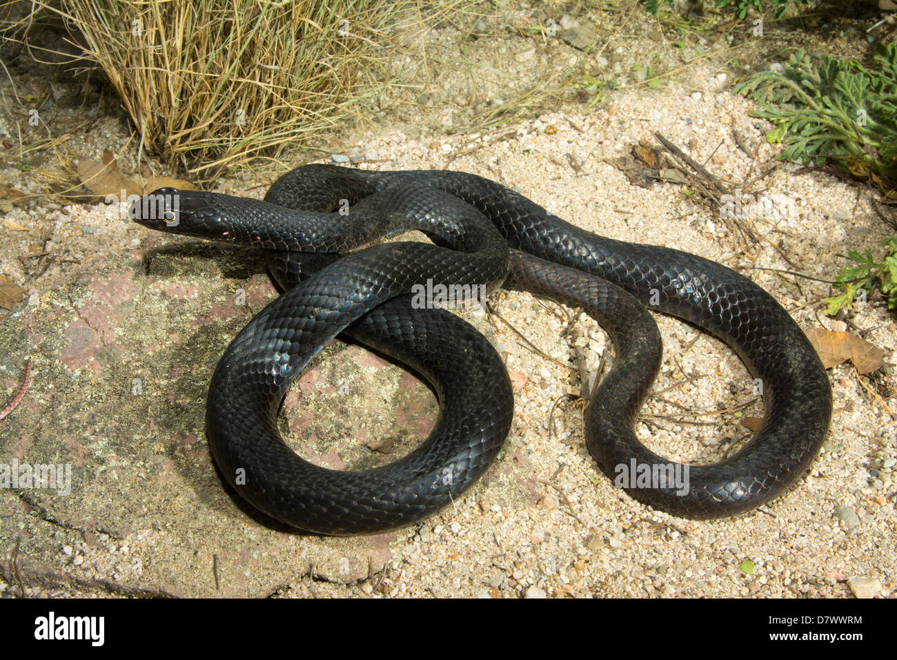 Coachwhip Masticophis flagello Tucson Pima County, Arizona, Stati Uniti 3 maggio adulto morph nero Colubridae Foto Stock