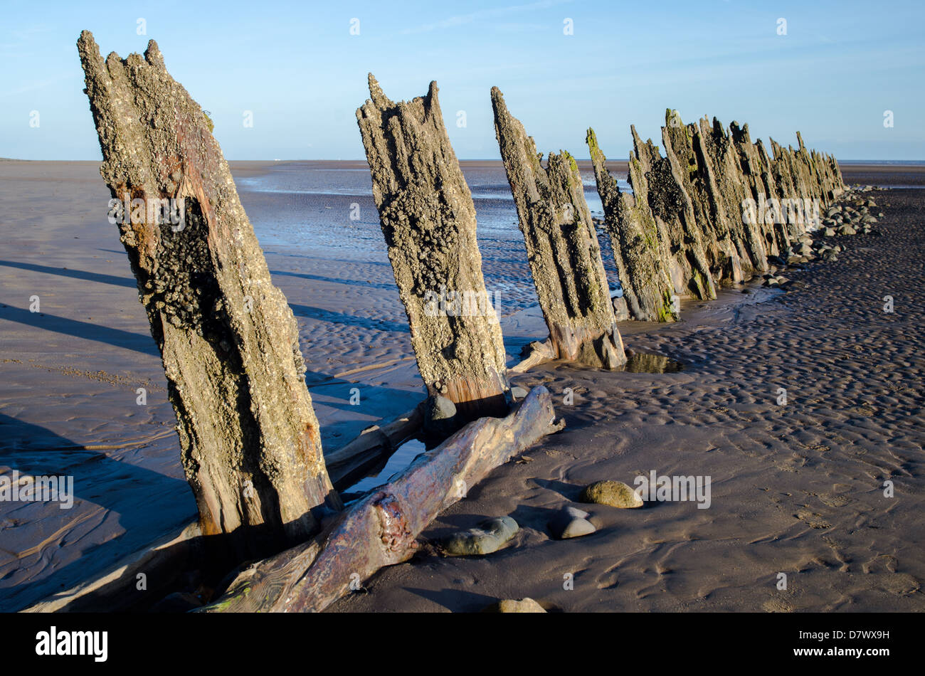 Una fila di vecchi marciume pali di legno che sporgono dalla sabbia sulla spiaggia durante la bassa marea. Bassa sun lunghe ombre blu del cielo. Foto Stock