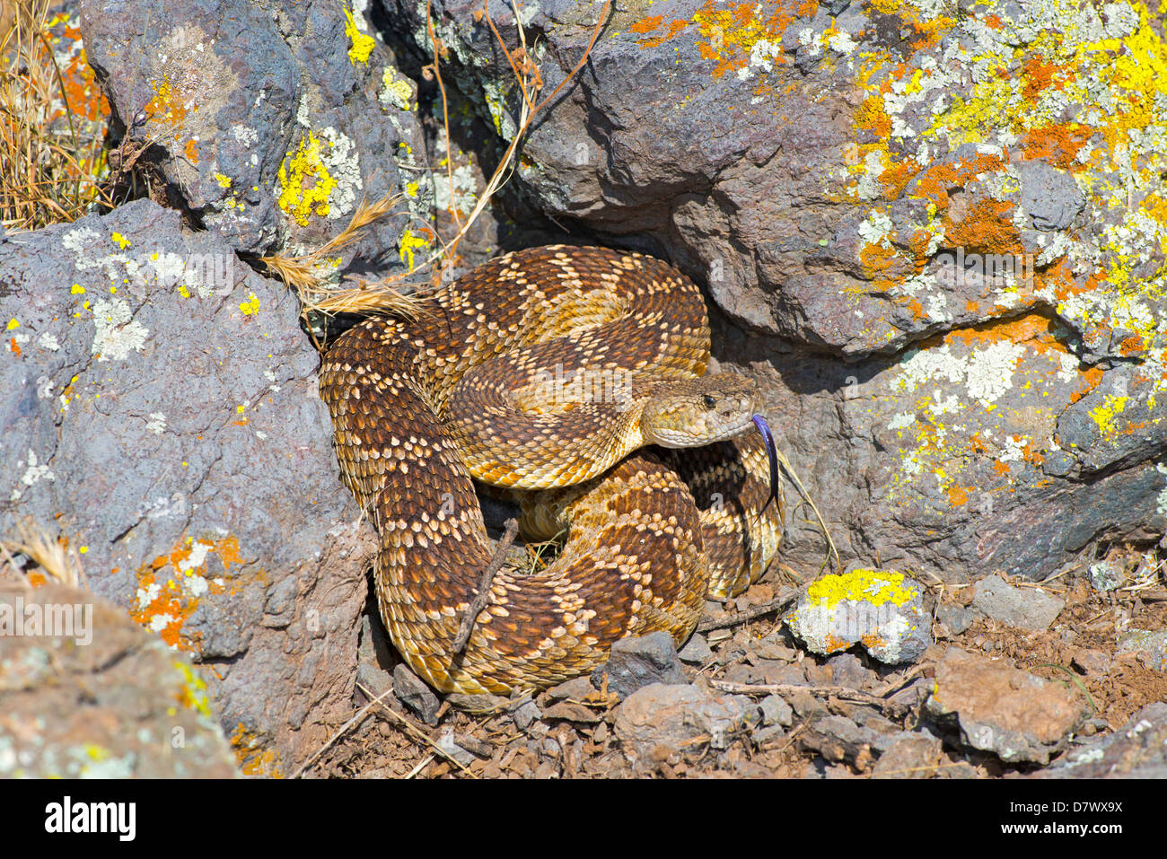 Western Rattlesnake Crotalus oreganus oreganus Lago Isabella, Kern County, California, Stati Uniti 19 aprile adulto dai Viperidi Foto Stock