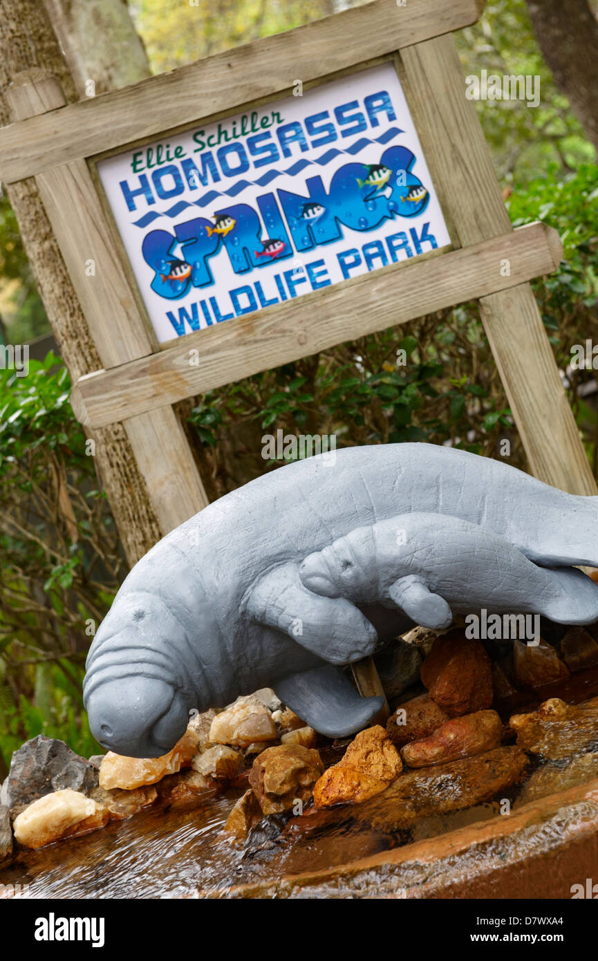 West Indian lamantino (Trichechus manatus) modello, molle homosassa wildlife park, Florida, Stati Uniti d'America Foto Stock