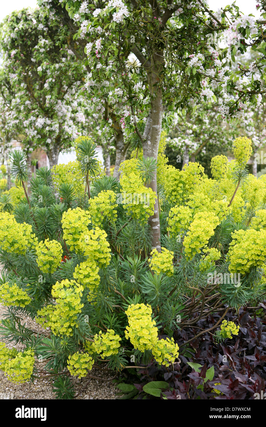 Euphorbia characias subsp. wulfenii sotto un crab apple in fiore. Foto Stock