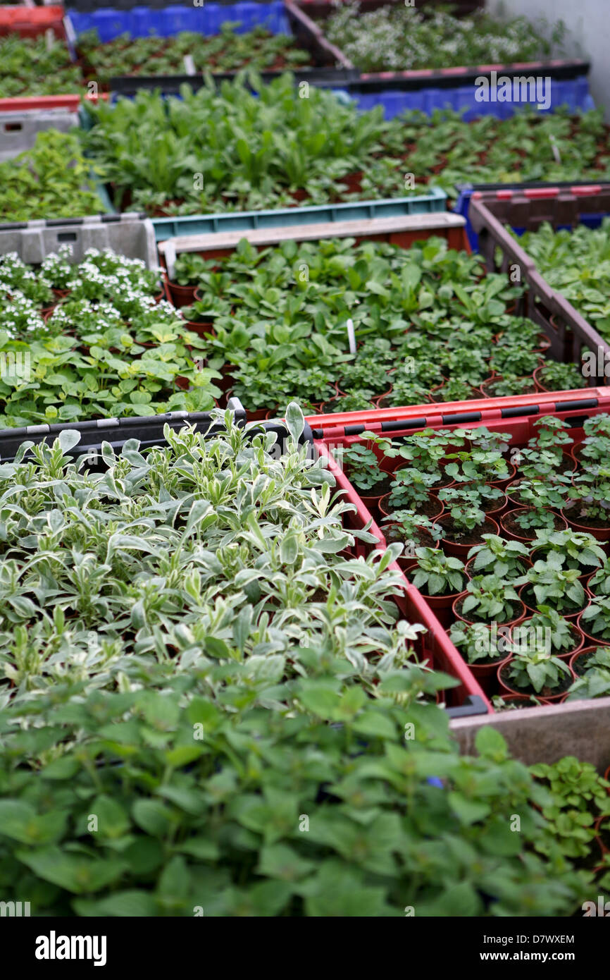 Propagazione delle piante - vassoi di piantine / piante coltivate da semi e talee, in una serra di vivaio di piante Foto Stock