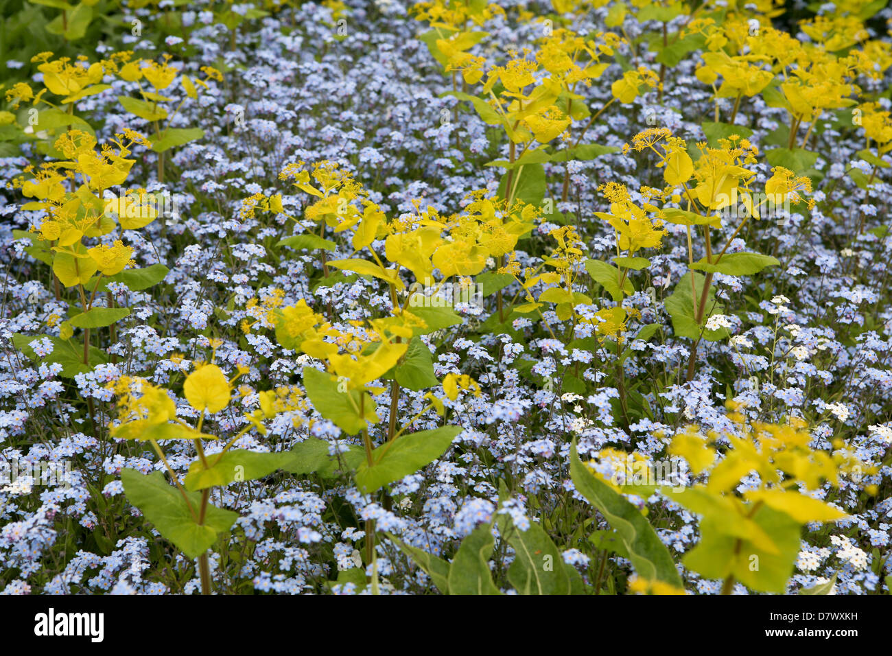 Perfoliatum di mirto con blu Forget-Me-Nots (Myosotis silvatica) Foto Stock