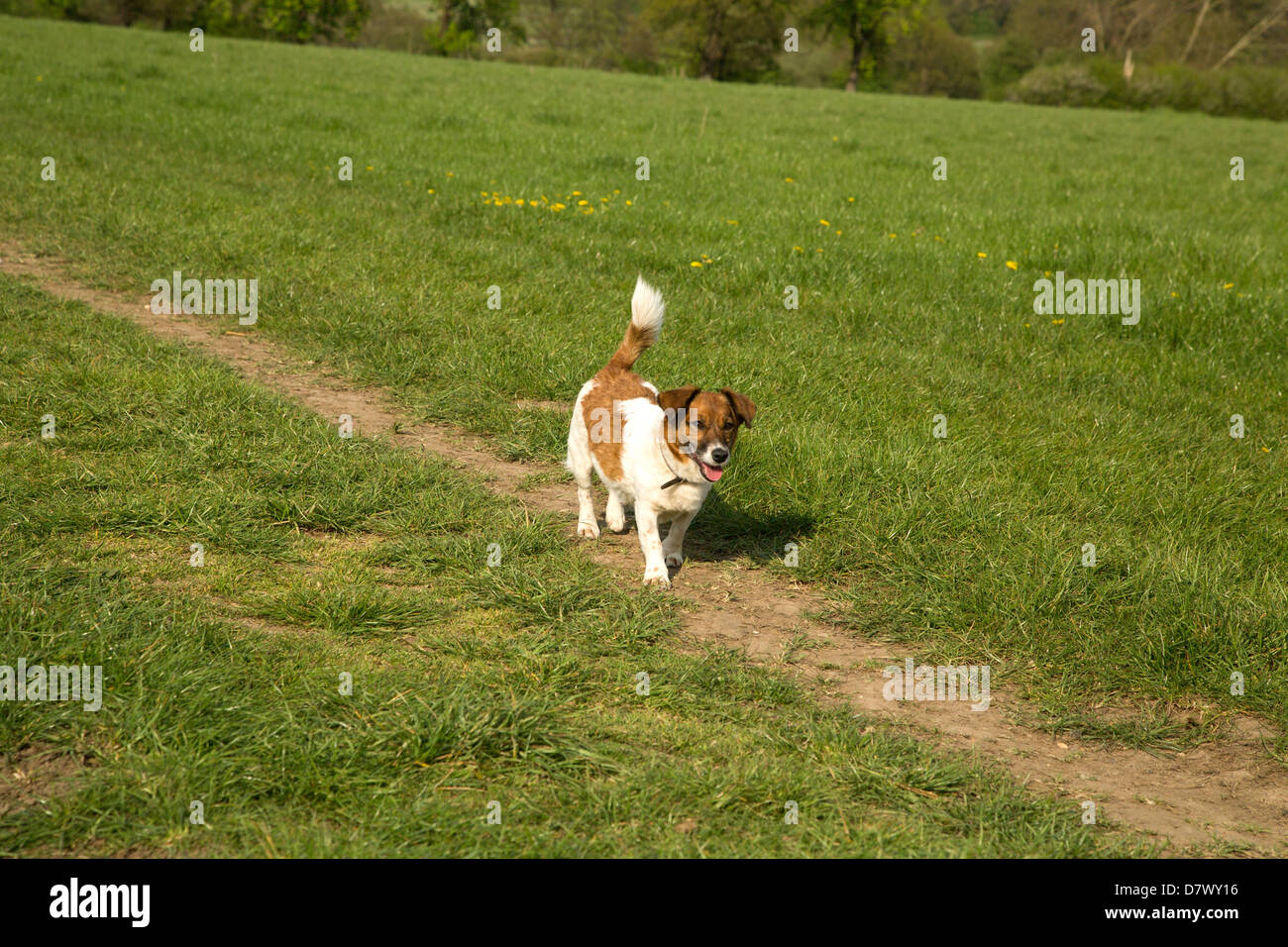 Jack russell Foto Stock