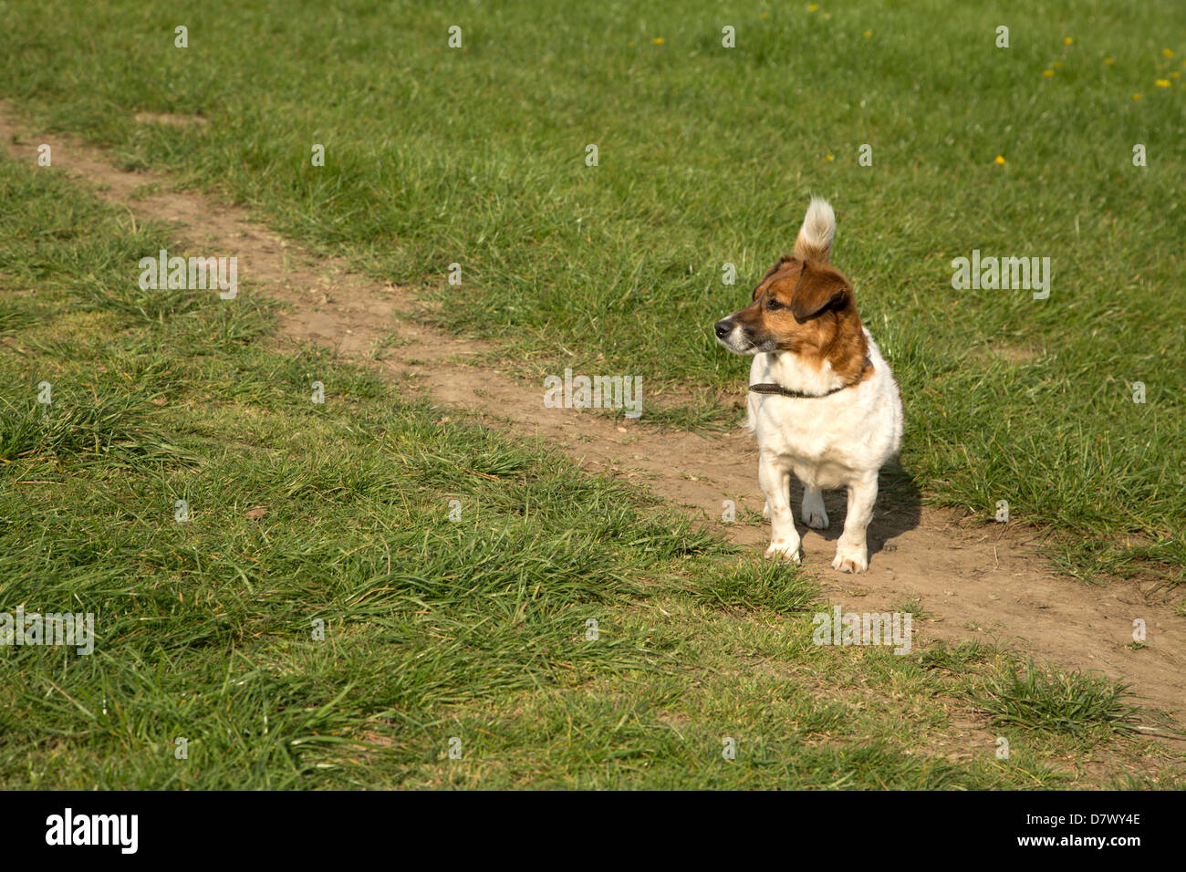 Jack russell Foto Stock
