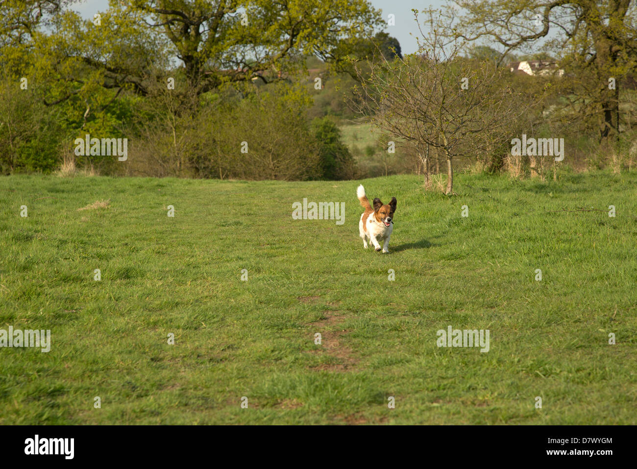Jack russell Foto Stock