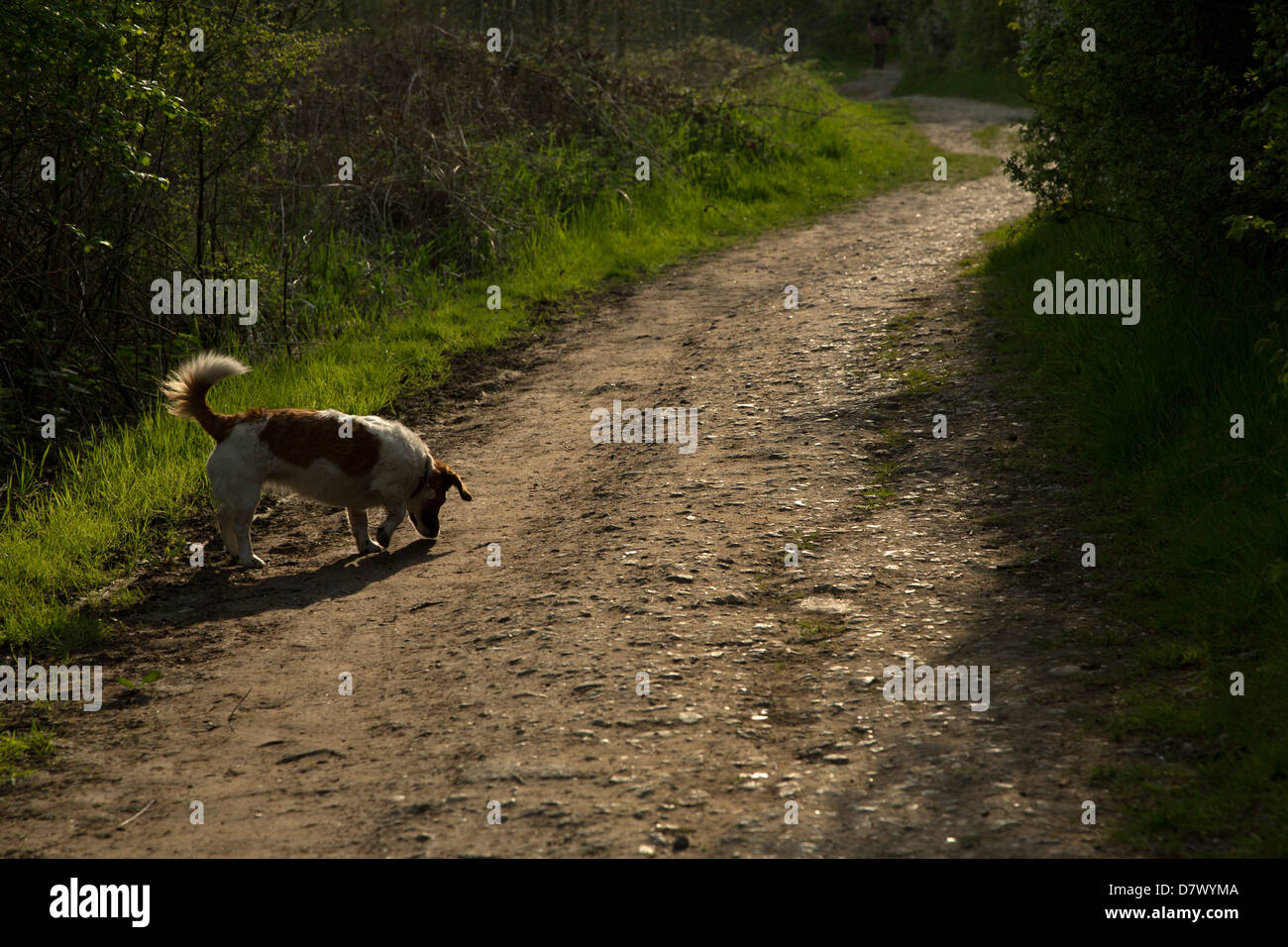 Jack russell Foto Stock
