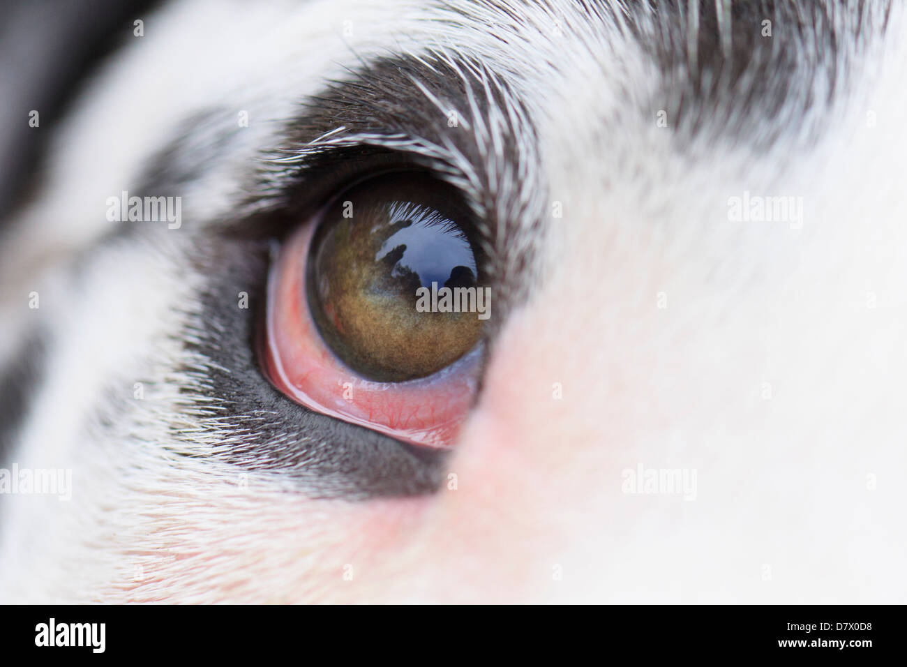 Occhi di Alano Foto Stock