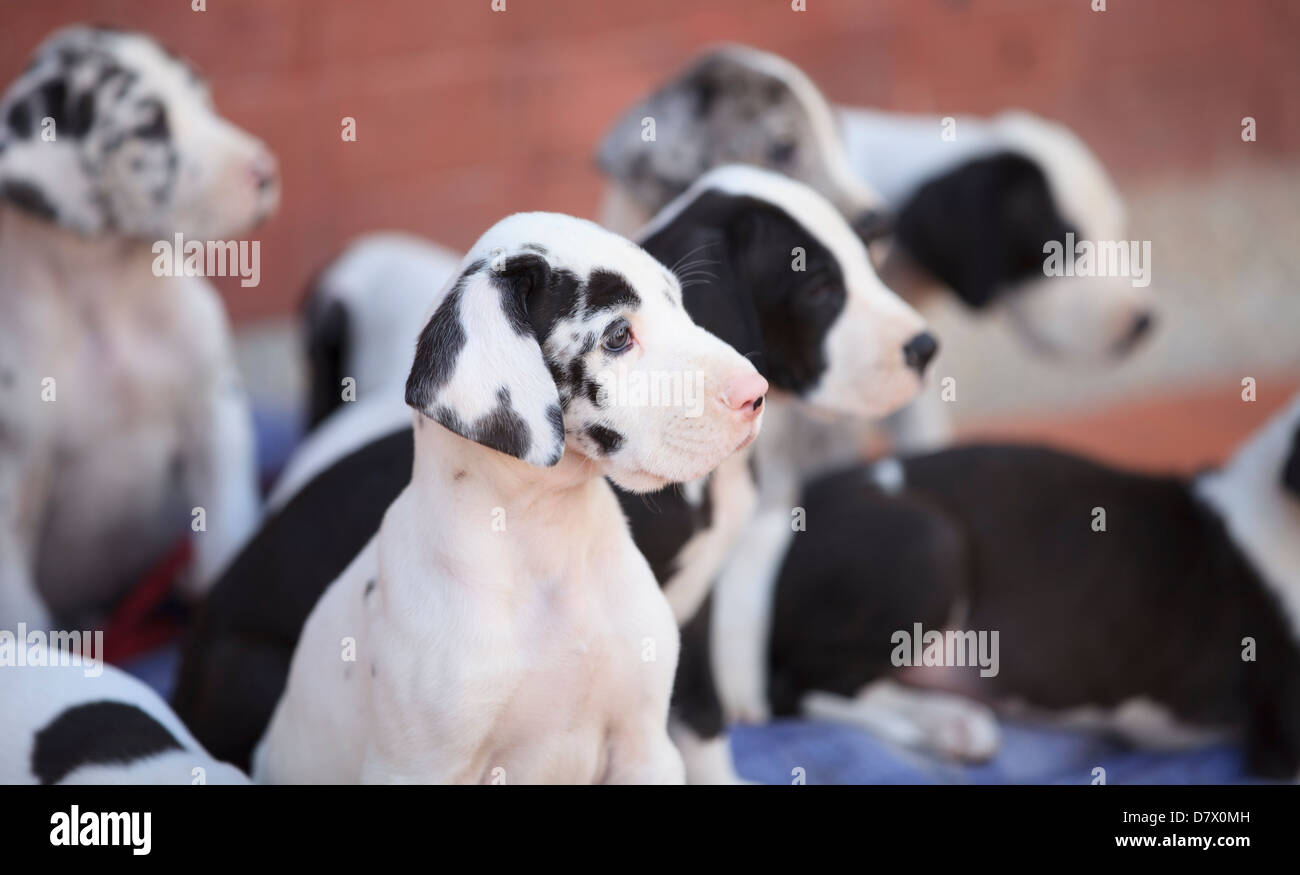Alano Cuccioli cerca in una direzione Foto Stock