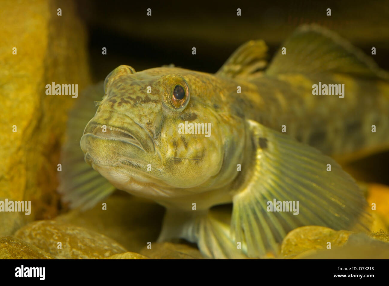 Viscido, sculpin (Cottus cognatus) pesci di acqua dolce originario del Nord America Foto Stock