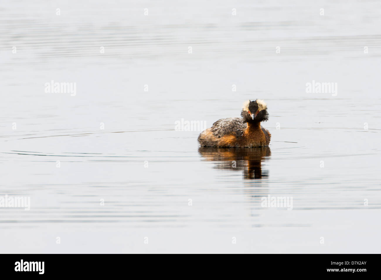 Cornuto svasso, Svasso della Slavonia, Podiceps azurites, su un lago tundra nella sezione occidentale del Parco Nazionale di Denali, Alaska, STATI UNITI D'AMERICA Foto Stock