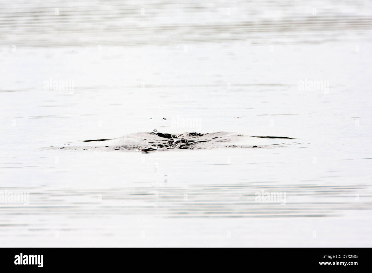 Diving duck crea ondulazioni in un lago tundra nella sezione occidentale del Parco Nazionale di Denali, Alaska, STATI UNITI D'AMERICA Foto Stock