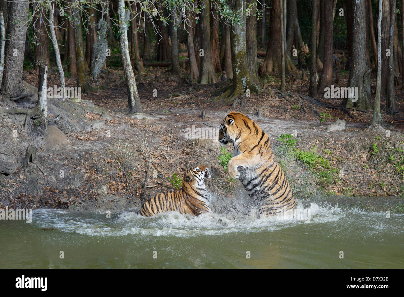 Maschio e femmina tiger nel lago ,Big Cat Rescue Center, Tampa, Florida, Stati Uniti d'America Foto Stock