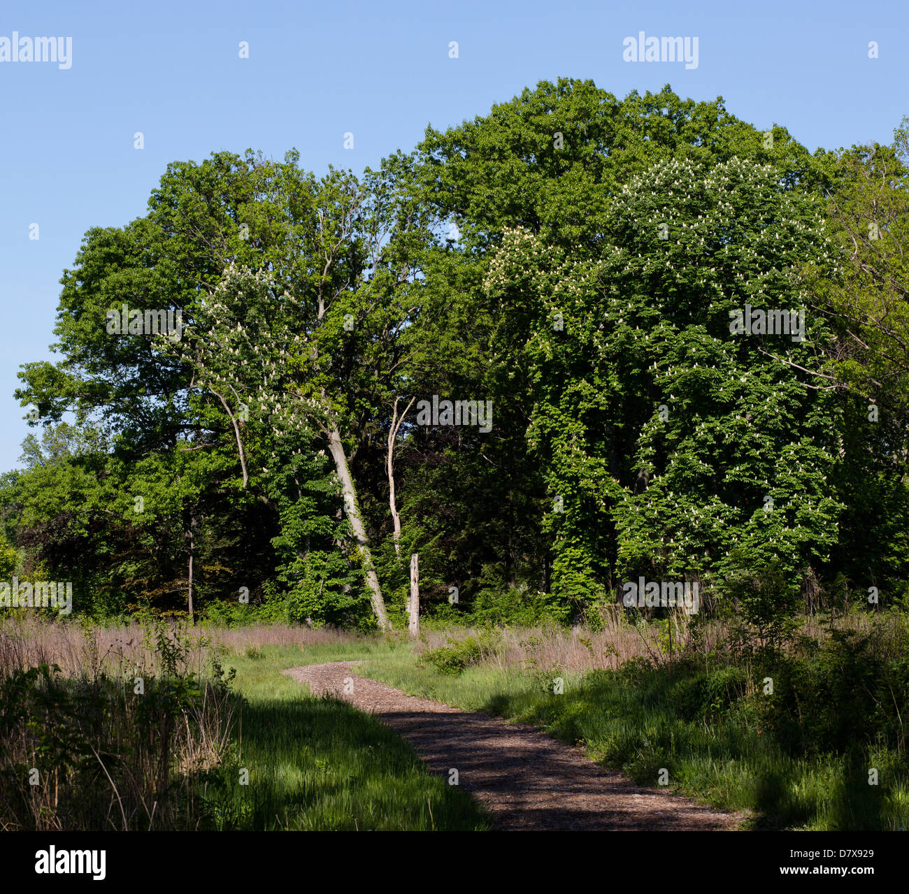 Telone di trucioli di legno sentiero attraverso la foresta. Foto Stock