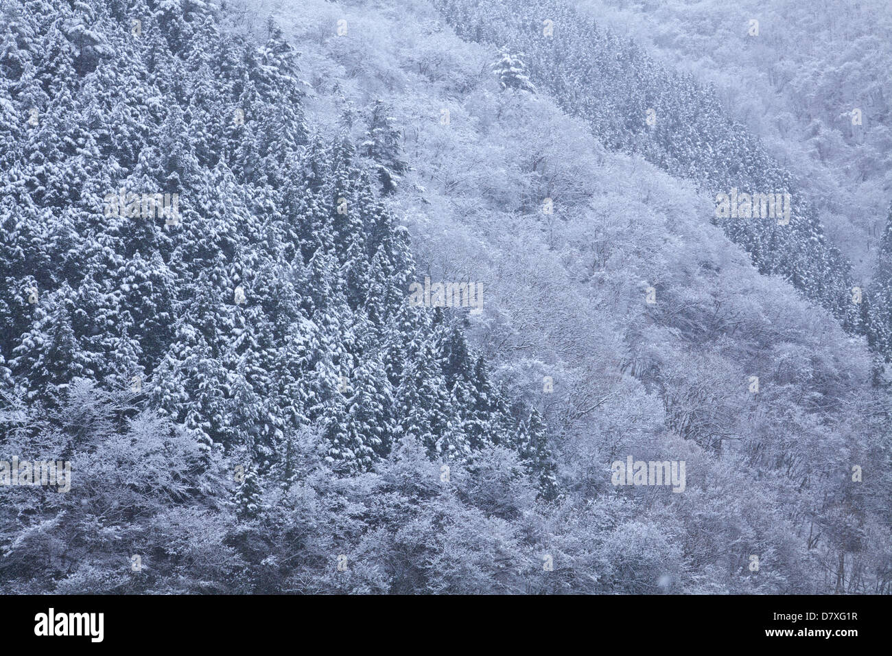 Foresta coperta di neve, Okutama Foto Stock