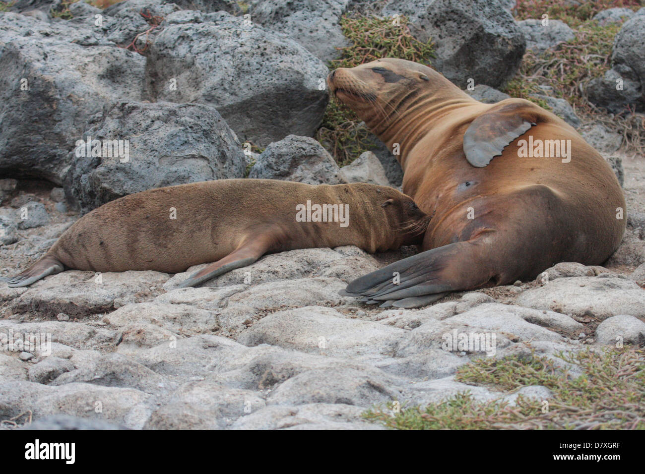 I giovani le Galapagos sea lion alimentazione dalla madre Foto Stock