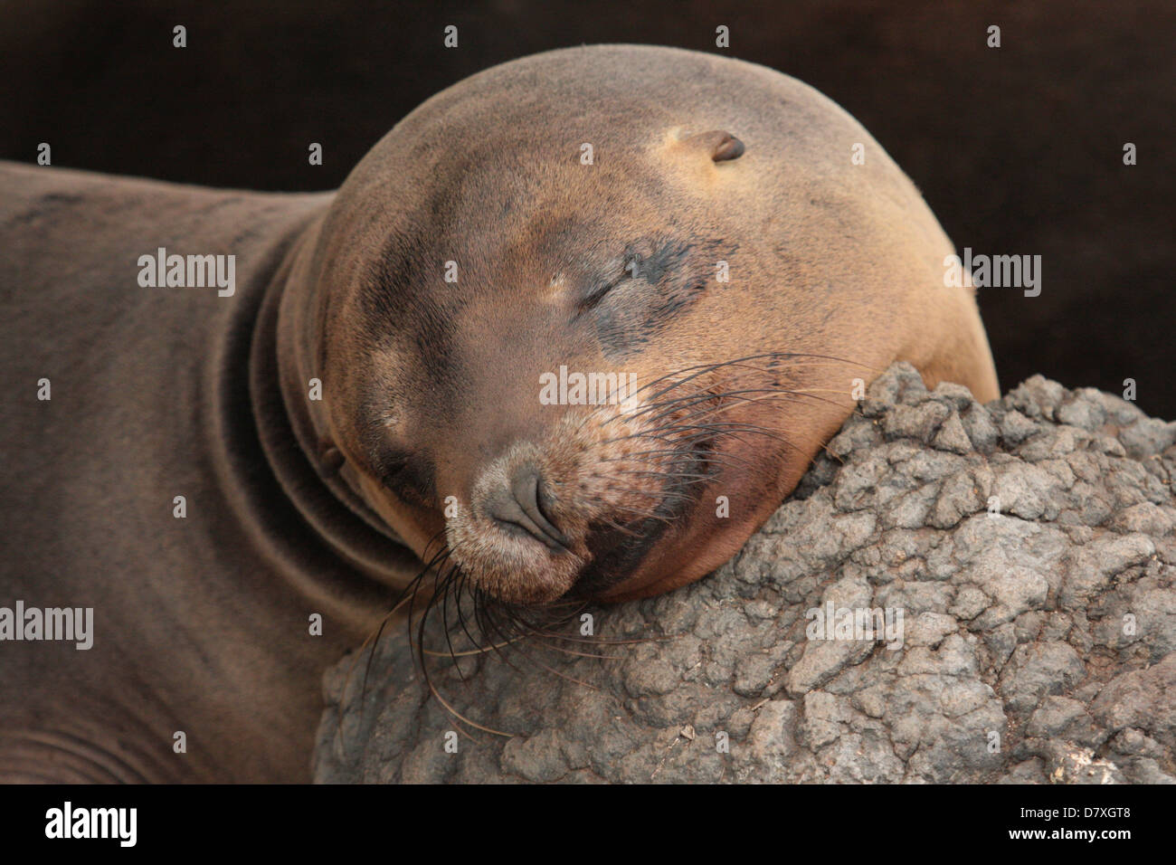Le Galapagos Sea Lion Foto Stock