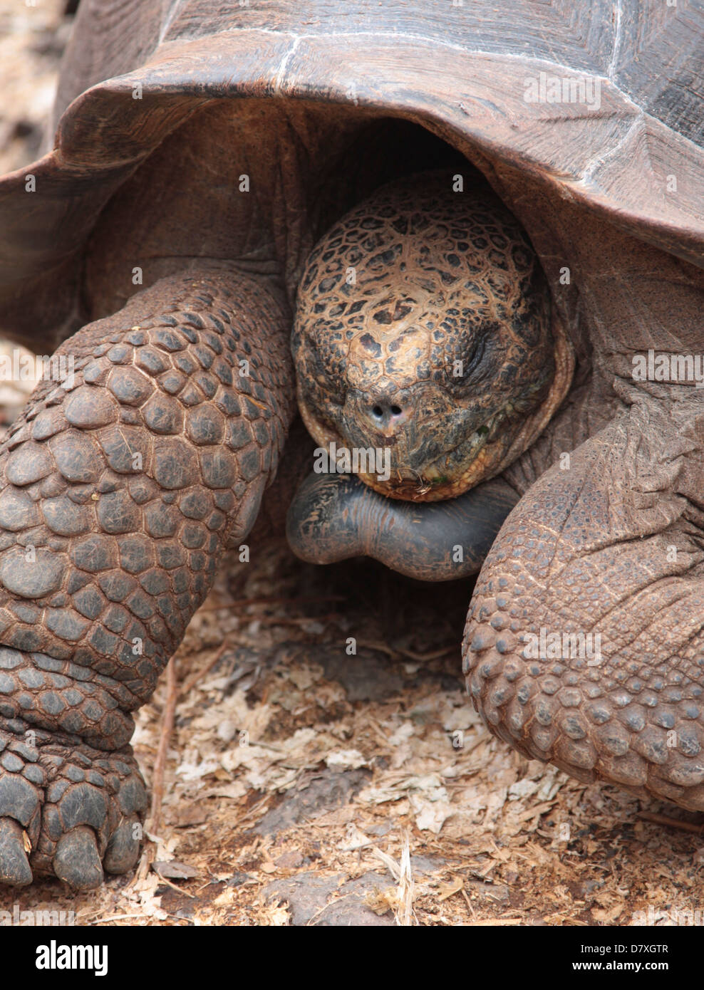 La tartaruga gigante nelle isole Galapagos Foto Stock