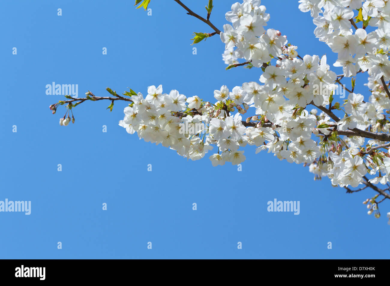 Fiori di Ciliegio, nella prefettura di Saitama Foto Stock