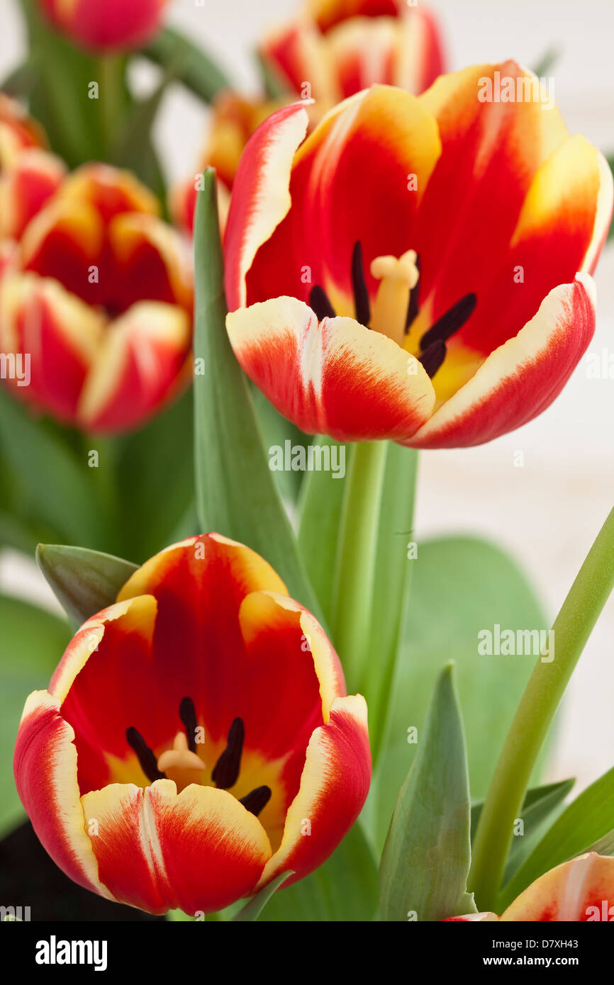 Ritratto di tulipani rossi con bordi gialli contro un usurato lo sfondo di legno. Foto Stock