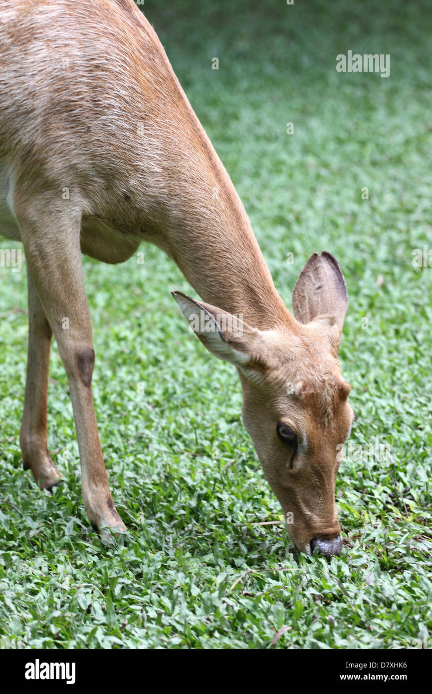 Il lato della testa di cervi di mangiare in giardino. Foto Stock